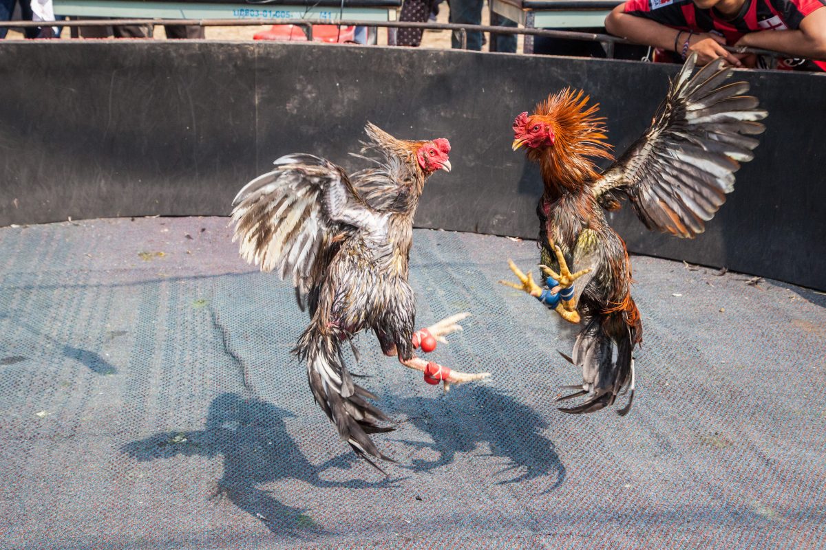 Sabung Ayam di Bali Mengamati dan Memahami Ritual Bali